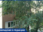 «Неприятно до жути»: вяз на Нечаевой превратил балконы волжан в рассадник клопов