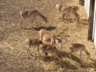 В Волгоградской области планируют преумножить численность краснокнижной антилопы