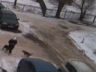Свора собак едва не растерзала молодого парня в Волжском: видео
