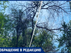 Сухие деревья оборвали провода в одном из дворов в Волжском