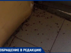 Тараканы встречают волжан прямо на входе в подъезд: продолжении истории с заваренным мусоропроводом