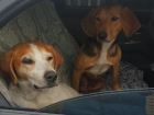 Брошенных в лесу собаку-инвалида и ее подружку спасали «всем миром»