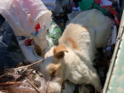 Выбросил в мусорку живого пса: из партии исключили главу поселения Фроловского района