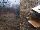 В Волжском лицее спасли от смерти испуганную сову: видео