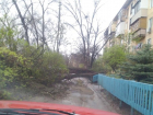 Дерево обрушилось в одном из дворов Волжского: оно на целый день перекрыло проезд