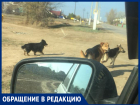 «Пришлось отбивать стаю собак от девушки с годовалым ребенком», - волжанка