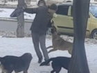 Нападение собак на мужчину попало на видео: свора путешествует по Волжскому