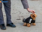 Одичали: за два месяца животные покусали 756 человек в Волгоградской  области