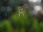 27 человек пострадали от укусов ядовитых пауков в Волгоградской области