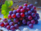 Укрываем виноград к зиме: советы для волжских дачников