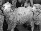 Властелины овец наживались на мясе чужого животного под Волжским