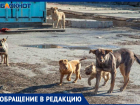 «Выхватили ребенка, когда животное было перед его лицом», - волжанка о бродячих собаках