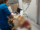 Охотник за собаками найден: волжанин устроил расстрел в СНТ и вынес приговор сам себе