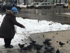 Кормящие голубей устроили антисанитарию, - волжанка