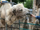 На территории Волжского жили верблюды: почему они исчезли и где их увидеть сегодня