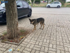 В Волжском выделят 3 миллиона рублей на борьбу с бездомными собаками