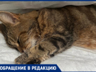Кот из Средней Ахтубы оказался на грани смерти из-за ошибки ветеринара