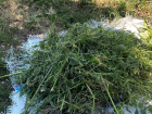 Полицейские ведут борьбу с разрастанием наркотикосодержащих растений