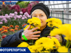 Фестиваль «королевы осени»: в Волжском цветут 40 тысяч хризантем 140 сортов