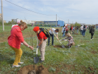 В Волжском снова начнут озеленять город