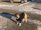 В Волжском начали одевать собак