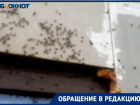 Сплошной стеной покрывают окна и дома: близ Волжского людей одолело нашествие насекомых