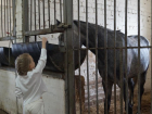 День открытых дверей для детей состоялся в кавалерийской роте Волжской полиции