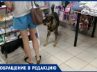 Дикие собаки бегают по магазину и пугают покупателей в Волжском