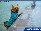 Волжский припорошило снегом