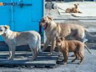 В Волжском стало меньше бездомных собак? Ветеринары составили доклад по прошлому году
