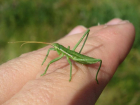 «Поддерживают жизнь поедая себя»: в Волгоградской области найдено редкое насекомое