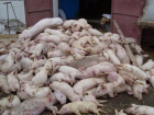 На рынки города могло попасть мясо свиней больных чумой в Среднеахтубинском районе