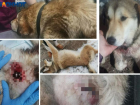 Истекала кровью от ножевой раны: волжане спасли собаку от догхантеров