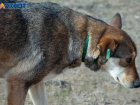 Мумифицированные трупы собак волжанка обнаружила в Волгограде
