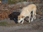 «Собачек очень жаль»: большинство волжан ответственно относятся к животным