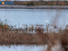 Волжанам разрешили охотится на водоплавающих птиц