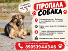 Помогите найти собаку