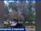 Целый лес из сухих деревьев в одном из дворов Волжского: видео