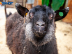 Пастух из Волжского незаконно продавал рогатый скот в Волгоградской области