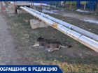 Разлагающиеся останки сбитой собаки больше месяца пугают прохожих на улице Кирова в Волжском
