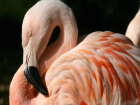Сотрудники парка "Волго-Ахтубинская пойма" разыскивают розового фламинго