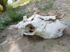 Дети нашли череп на берегу Ахтубы в Волжском