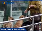 Пенсионерка прикормила стаю собак прямо на крыльце продуктового магазина в Волжском: видео