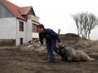 Полицейские Быковского района задержали похитителя овец