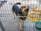 Волжский под угрозой бешенства: как защитить себя и своих питомцев