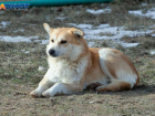 Бездомные собаки захватили дворы Волжского