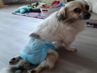 Брошенную хозяином собаку-инвалида прооперировали в Волжском