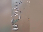 Рыба массово гибнет в акватории Волжской ГЭС: видео