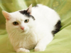 Волгоградские волонтеры хотят подарить кошке семью в Финляндии