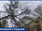 «Живём как на пороховой бочке»: волжане жалуются на сухие ветки, висящие над проводами и дорогой